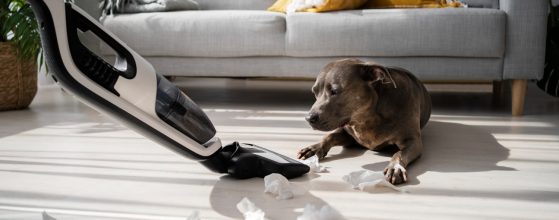 Desain Interior Pet Friendly