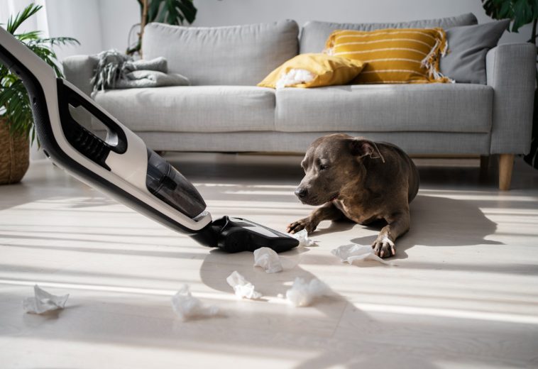 Desain Interior Pet Friendly: Tips dan Ide untuk Menciptakan Ruang yang Nyaman bagi Hewan Peliharaan 